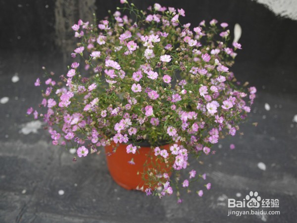 吉普赛满天星怎么种 花园新娘种植时应注意什么