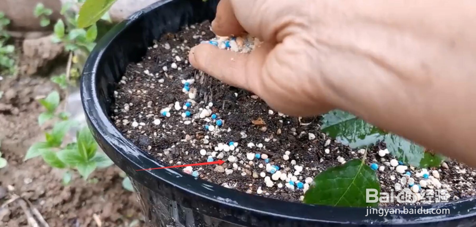 怎样让盆栽月季又肥又壮