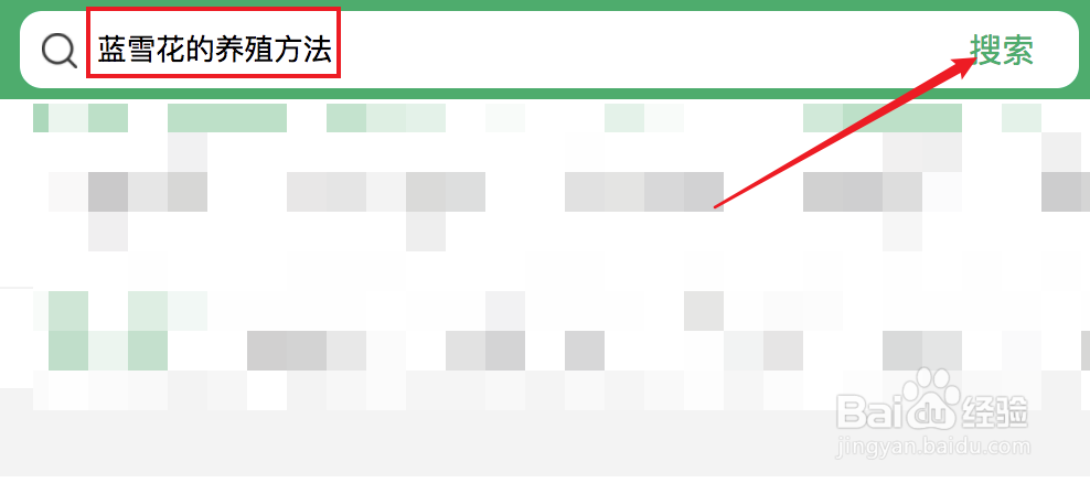 蓝雪花的养殖方法