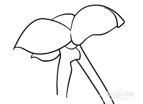 简笔画：软软的柿子绘画步骤