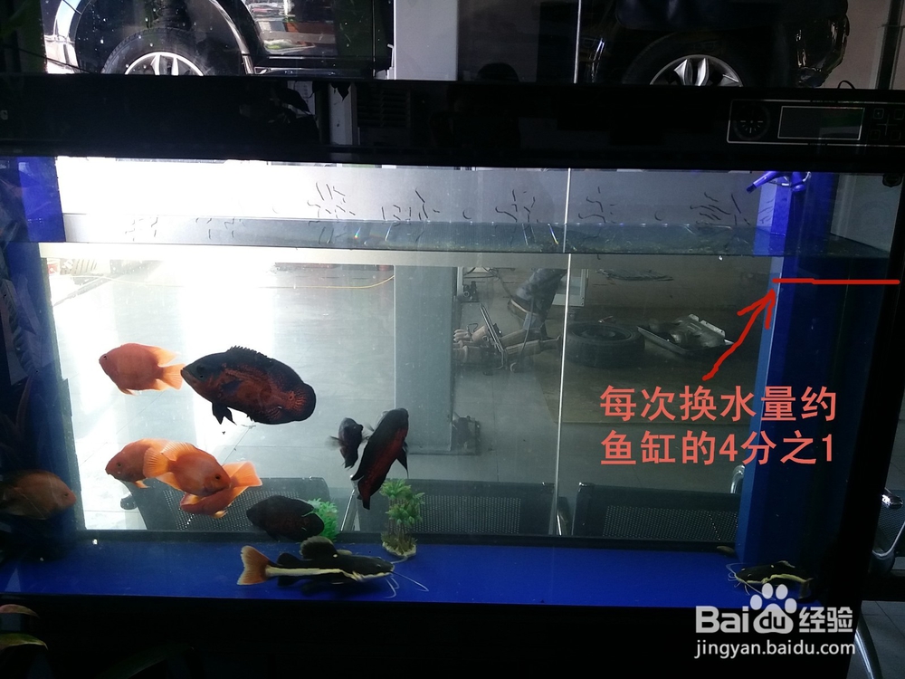 地图鱼出现白斑溃烂应该注意什么怎么治疗