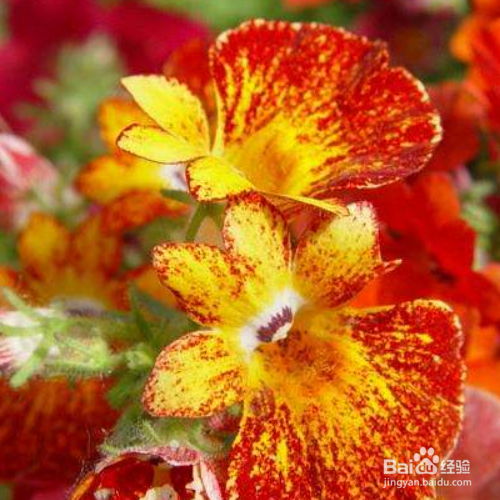 龙面花的养殖方法和养殖技巧