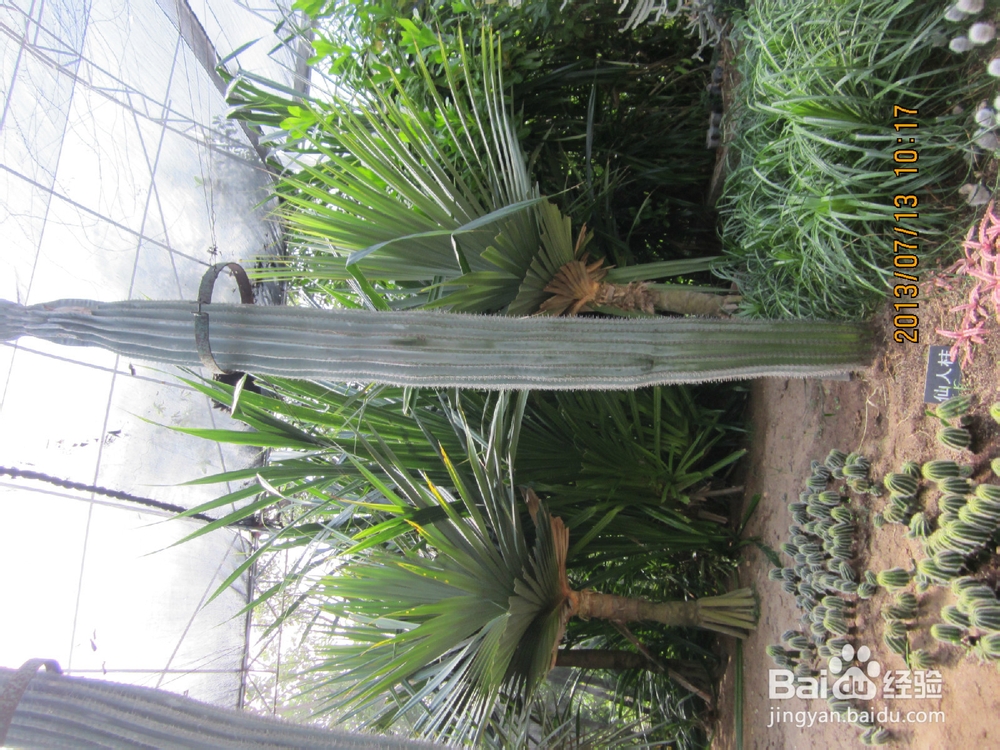 教你认识仙人掌：[3]仙人掌品种大全3