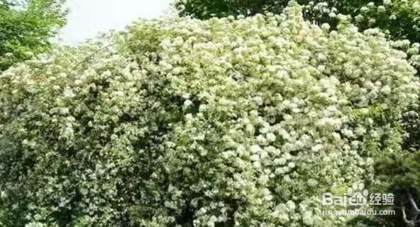 1种花太好养，扔土里就能活，比桂花还香！