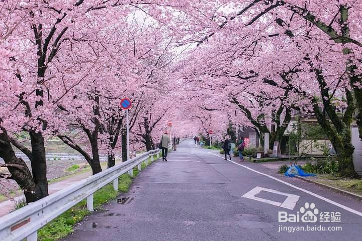 去日本旅游该去那些地方?