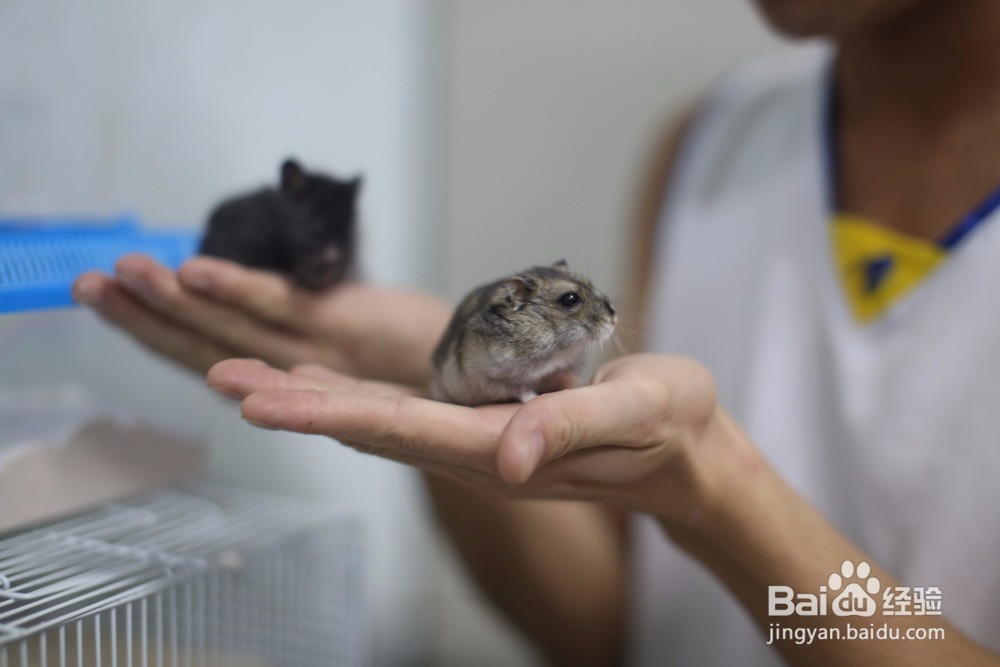 仓鼠不能碰怎么办 仓鼠怕人怎么办