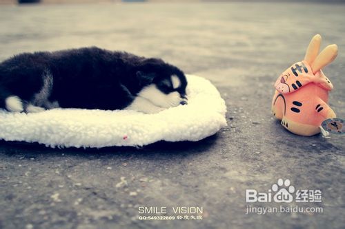 教你训练宠物狗作揖的方法