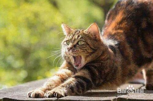 猫咪缺微量元素怎么补