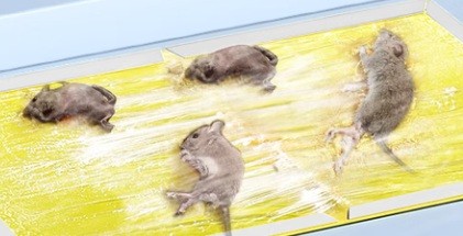 怎么消灭家里的老鼠