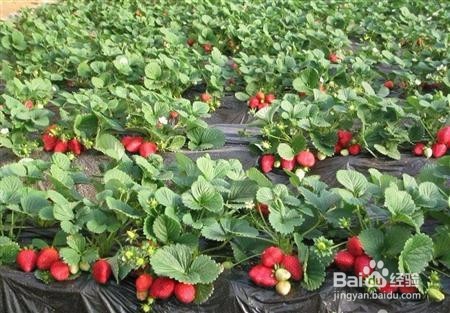 草莓栽培在花果期怎样管理