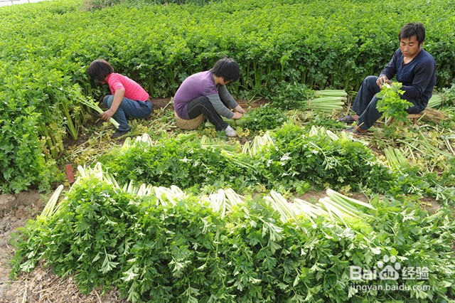 西芹的增产管理和施肥要点有什么？怎样施肥？
