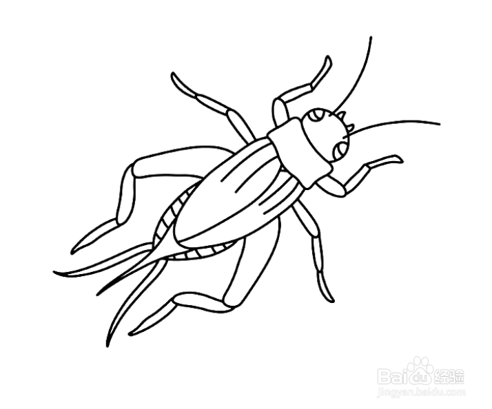 蟋蟀的简笔画步骤涂色图片