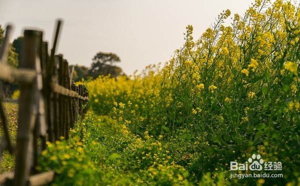 十里菜花十里桃花 莲花岛的春天美如仙境