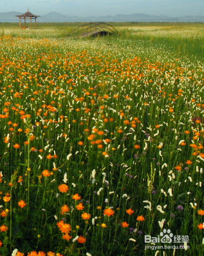 怎么养殖草本植物金莲花？