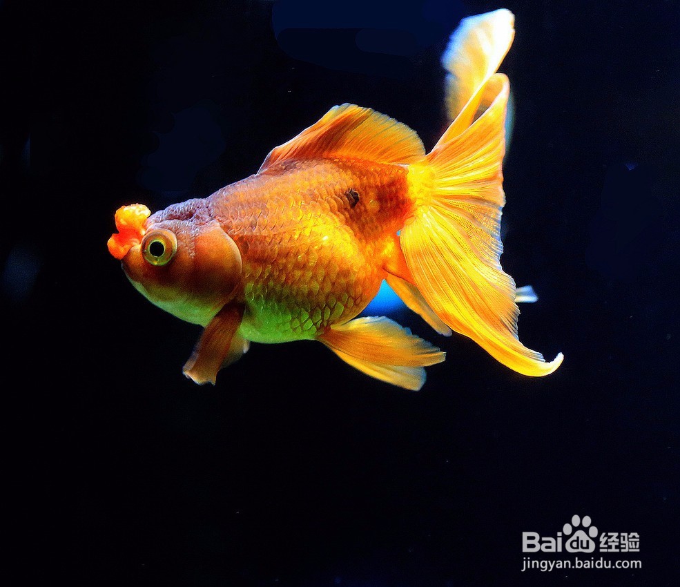 金鱼的头部、眼型、体型、鳞片变异的表现。