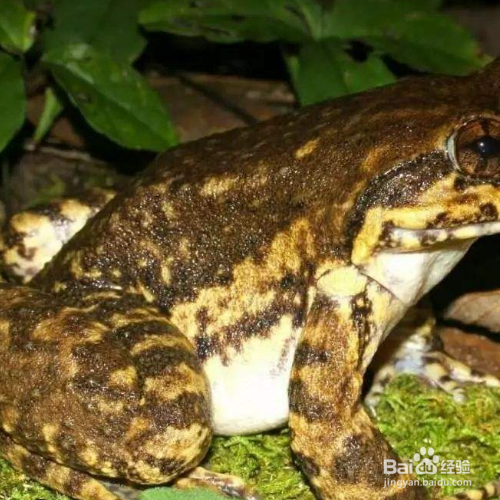 野生石蛙怎么去除寄生虫