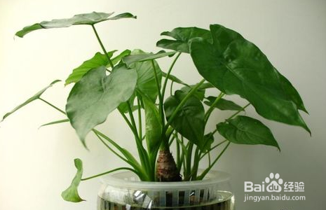 夏日如何降温呢