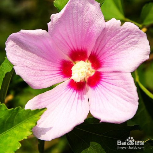 防止木槿花病虫害的小妙招有哪些?