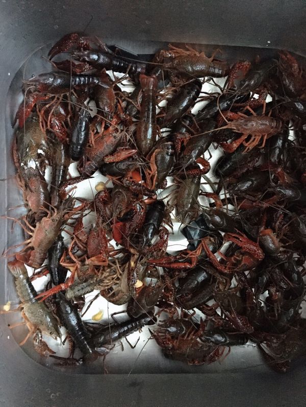 红烧香辣小龙虾