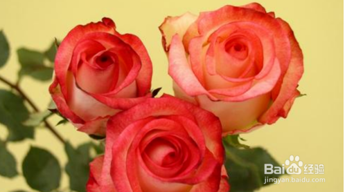 鲜切花醒花步骤