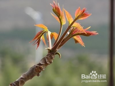 香椿这些好处你知道吗？