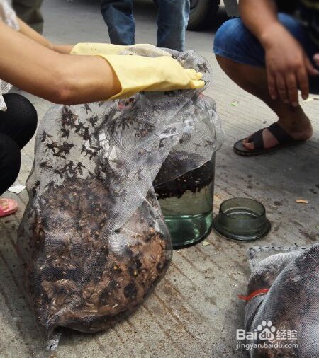 如何自制虎头蜂泡酒