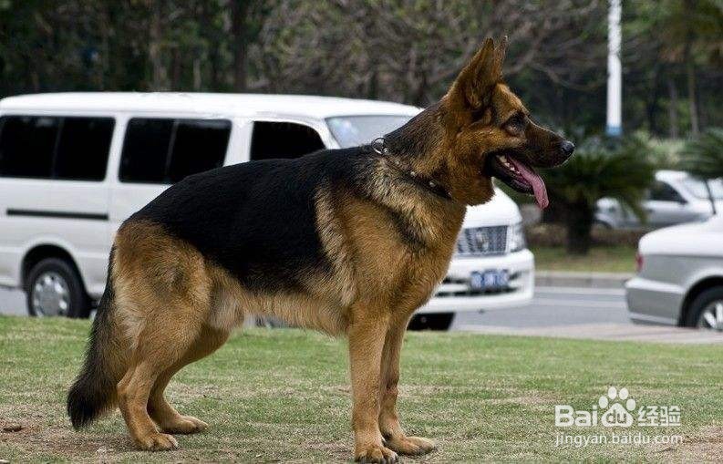 狗狗智商排行榜