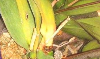 花的叶子为什么变黄