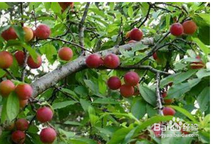 李子树的如何修剪？#校园分享#