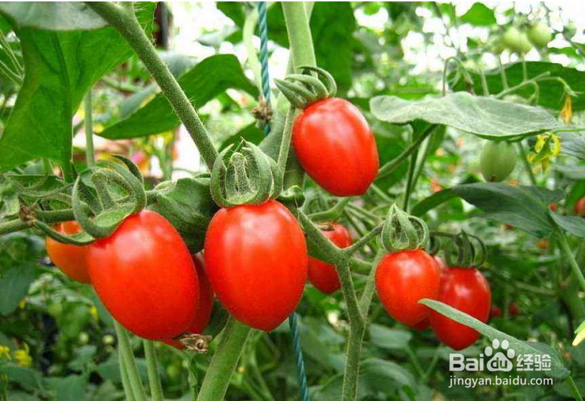 圣女果(小西红柿)是蔬菜还是水果?