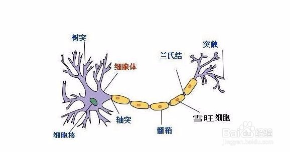 学习人体解剖学专业的技巧