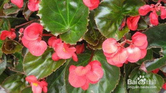 复色海棠的养殖方法和注意事项