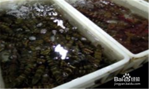 活海鲜怎么保存