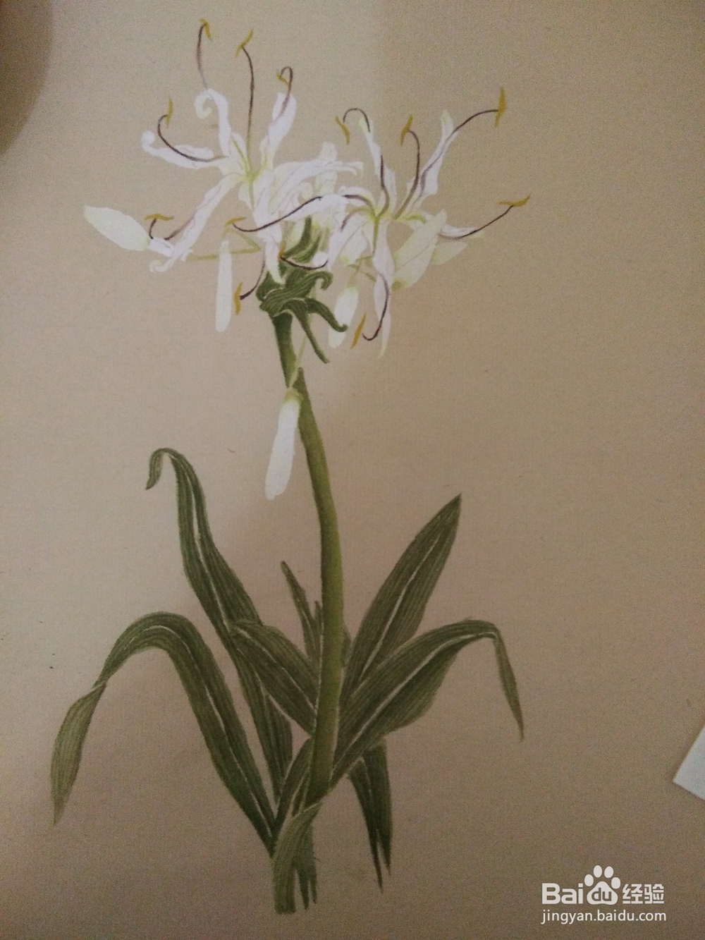 如何用没骨法画文殊兰