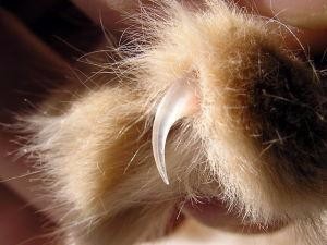 给猫剪指甲出血了怎么办