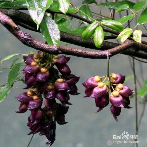 常春油麻藤的养殖方法和养殖技巧