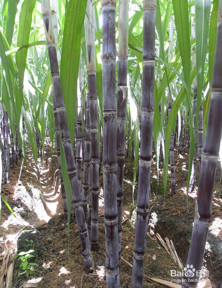 哪些水果能祛湿？这五种水果祛湿上榜了