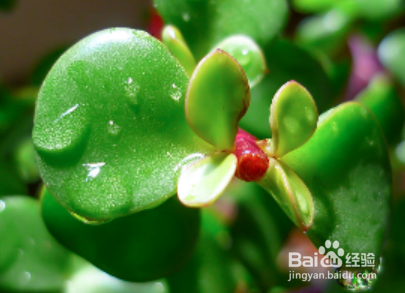 玉树盆栽怎么养