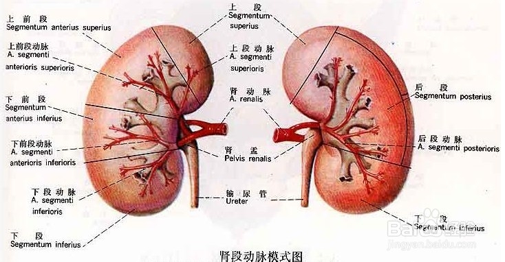 <b>肾虚怎么调理</b>