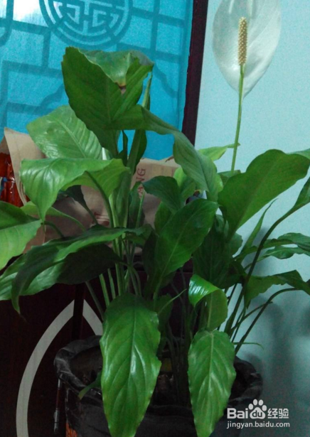 鹅掌花怎么养