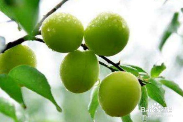 吃青梅可以给身体带来的8个好处