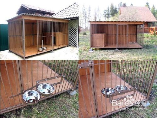 关于狗狗纯种和血统区别