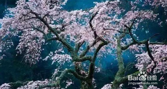 拍出好片的9个黄金法则