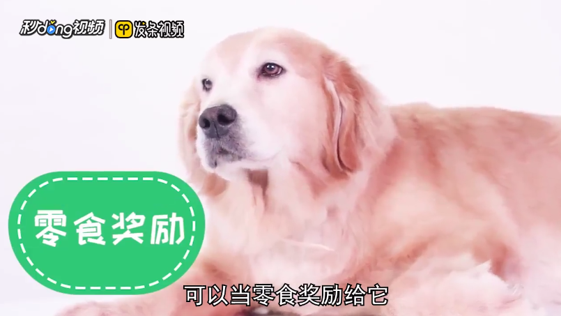 狗狗能吃红枣吗
