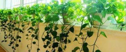 绿萝养殖需要注意什么事项?