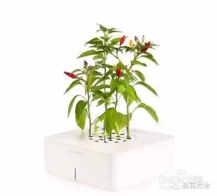 00后竟然用这种花盆,我们都落伍了!