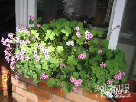 我们养的这些花农村到处都是