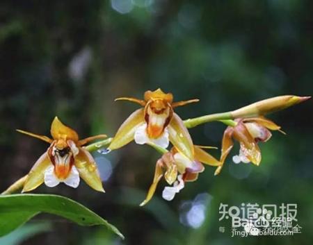 100种兰花品种图鉴，花开瞬间，艳冠群芳！