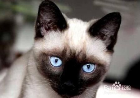 猫咪只吃猫粮好不好，要不要喂小猫咪吃肉