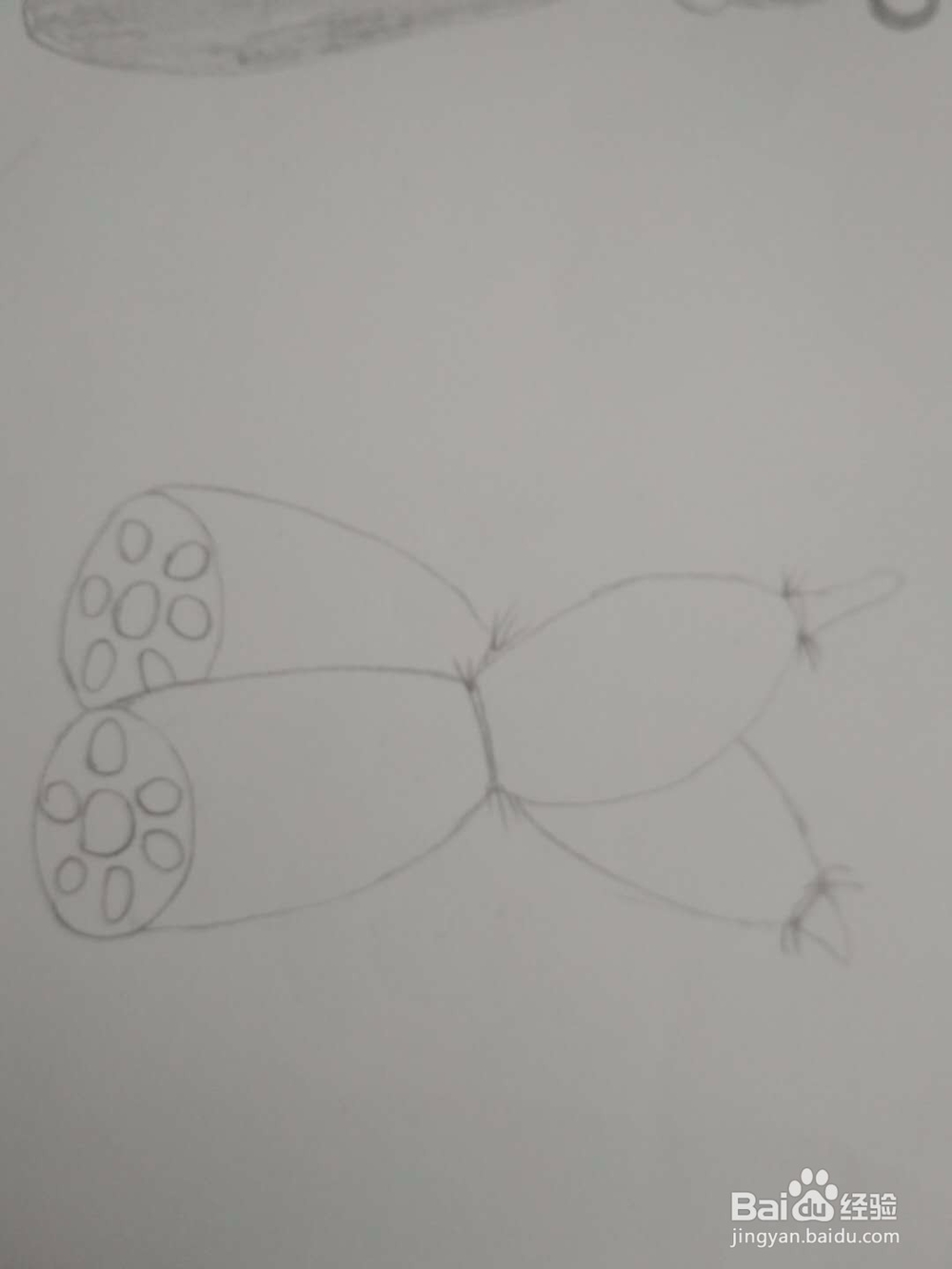 多妈简笔画蔬菜两段藕